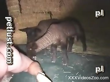Swollen pussy zoo